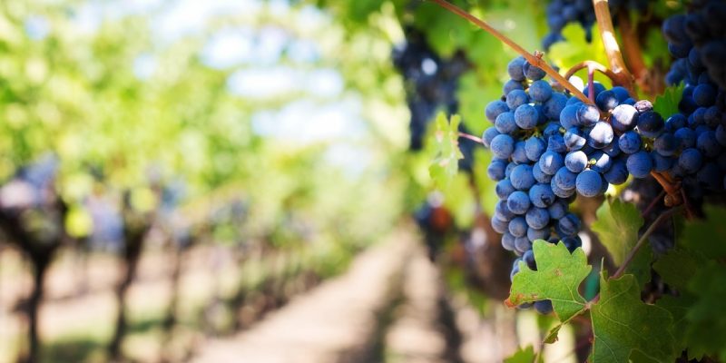 O que é vinho orgânico?